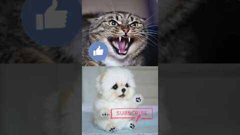 Angry Cat Vs Cute Puppy 😁 Funny Moment 😭 #shorts3