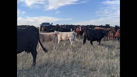 Why I love the Great Plains of America and the cows in the "nothingness."