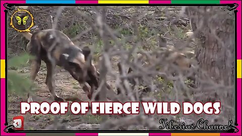 Proof of fierce wild dogs | Wild dog | animal planet | nat geo wild | Wildlife | bbc | bbc earth