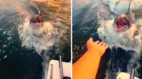 Incredible Experience As Playful Dolphin Follows Boat