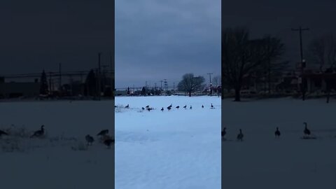 Canada Geese are returning after winter