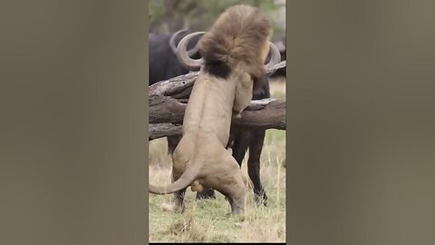 Buffalo fight back lion #Shorts #Animals