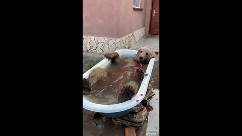 Bathing bear funny
