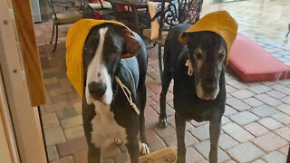 Confused Cat Checks Out Great Danes' Rain Hats