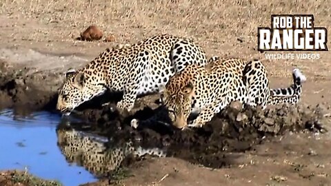 Drinks And A Snack For Leopards | Archive Footage