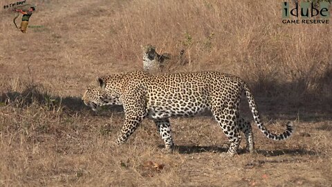 Leopards Compete! (Scotia Female, Nyeleti Male, Hlab'nkunzi Female)