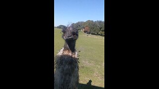 cute Emu wants a treat