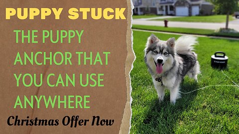 Pup Stack - The Puppy Anchor That You Can Use Anywhere 2022 viral puppy