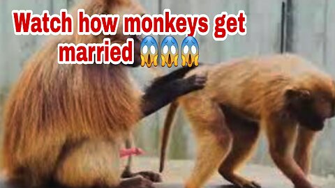 Monkey mating