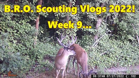 BRO Scouting vlogs 2022! Week 9... It's still HOT!