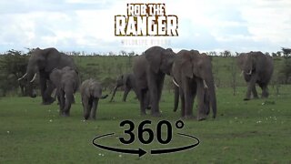 Iconic Africa | Big Elephant Herd In The Masaai Mara (In 360° VR) | Zebra Plains