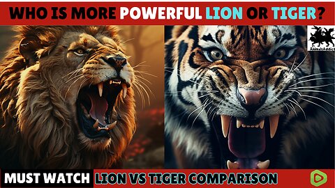 Tiger vs Lion Comparison | Who Is More Strong And Powerful | Who Is The Real King | Animals Addict