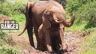 Amboseli Elephants In The Mud | Zebra Plains Safari