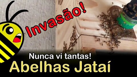 Enxameação e batalha de abelhas Jataí na caixa e na isca pet