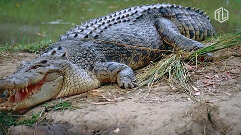 TOP10 os crocodilos mais grandes do mundo!