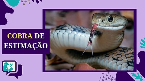 Como Criar COBRA como ANIMAL DE ESTIMAÇÃO