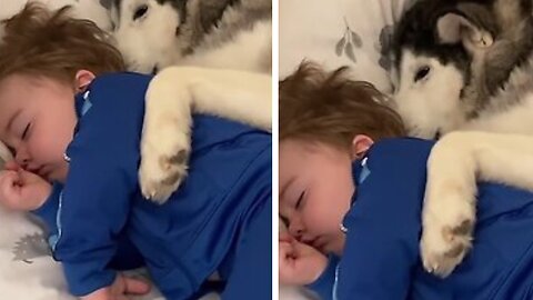 Husky and Baby Becoming Best friends