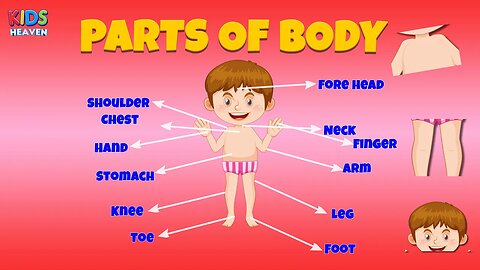 Body Parts Name - Parts Of Body Name - Parts of Body Name in English - Human Body Parts - Body Parts