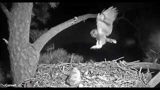 Mom Returns and Feeds Her Owlet 🦉 3/15/22 01:59
