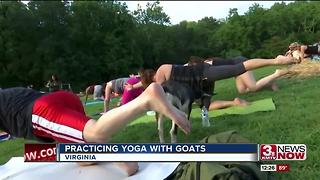 Goat yoga