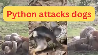 Python attacks dogs