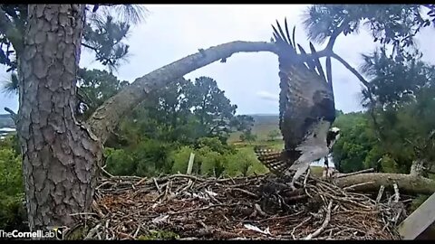 Osprey Checks Out The Nest-Cam One 🦅 4/18/22 13:00