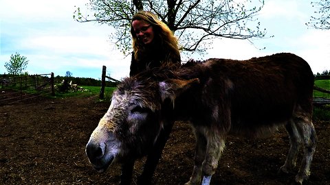 Therapy donkey is completely hypnotized when ears are massaged