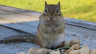 Chip adventures - Chip loves her peanuts 🥜🥜