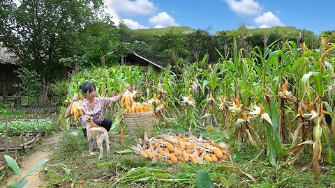 Harvest corn and cook corn tea