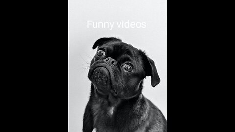 Animal funny videos 🤣🤣🤣🤣