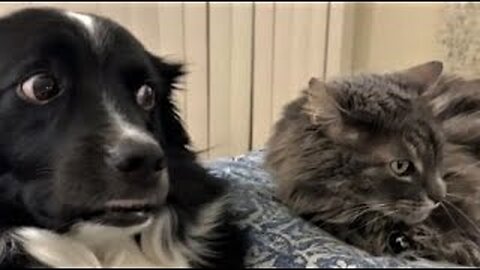 Best Funny Animal Videos 2023 - Funniest Cats And Dogs Video - Part - 27