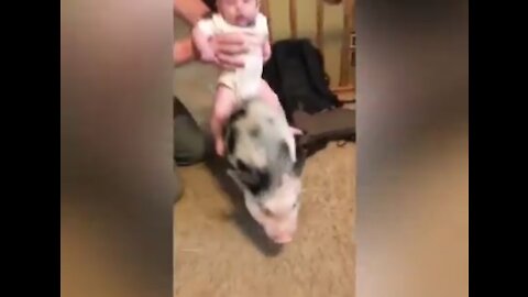 Kids Playing with Pigs