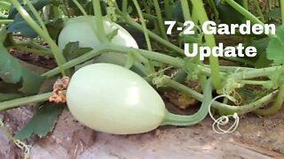 Garden Update 7-2-2020