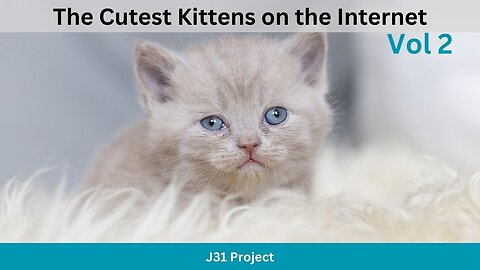The Cutest Kittens - Vol 2