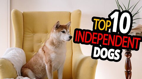 🐕 Independent Dogs – TOP 10 Dog Breeds You Can Leave Alone At Home