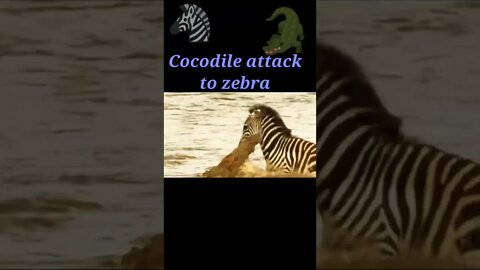 Cocodile attack to Zebra 🦓#shorts #shortvideo #youtubeshorts