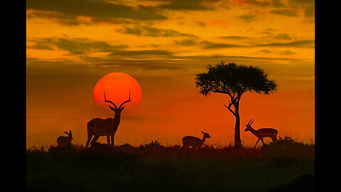 South Africa, Kruger National Park.