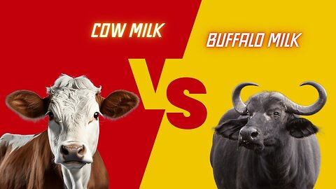 Cow milk vs Buffalo milk