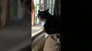 Tiktok Cat gets angry seeing owner bringing new dog 😂