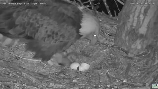 Hays Bald Eagles nest welcomes H17 2022 03 22 6:29am