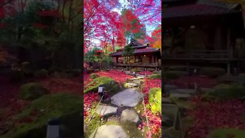 What a beauty Kyorinbo Temple Japan/Kyorinbo Temple/Japan