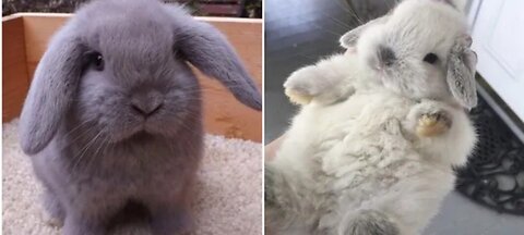 Funny And Cute Baby Bunny Rabbit 🐰😂 || Baby Animal Video Compilation 2023.