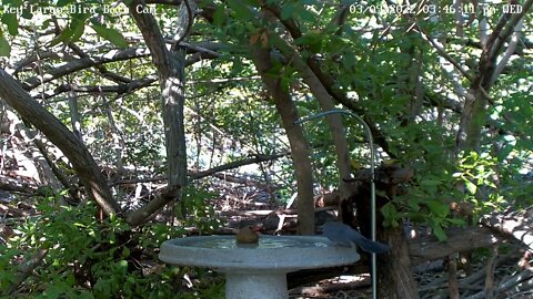 Female Cardinal & Gray Catbird Face-off