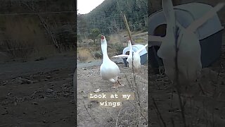 Geese flapping wings. Farm surveillance