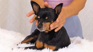 How to Massage a Dog 🐕 Chandler Rose Massages her Dog Evee! For Dog Stress & Relaxation 🐶