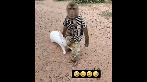 So funny Monkey 🤣🤣🤣😍😍😍