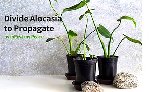 Propagate Alocasia plant by divide
