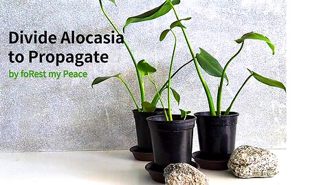 Propagate Alocasia plant by divide