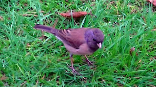 IECV NV #489 - 👀Dark Eyed Junco's Eating Bread 🐤🐤12-1-2017