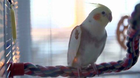 Sunset Reflection Shining In Cockatiel Cage